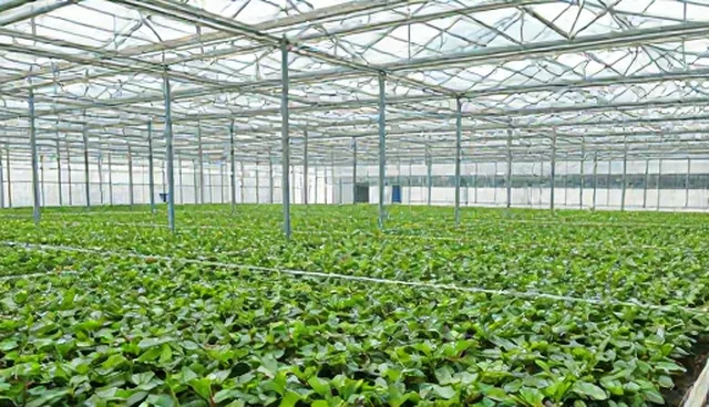 技术指导：农产品收购前种植技术选型关注点